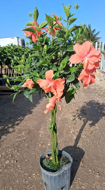 10" Hibiscus Exotic Orange Triple Braid